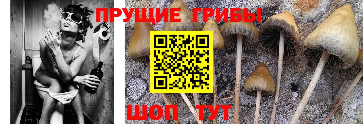 Галлюциногенные грибы GOLDEN TEACHER Кинель